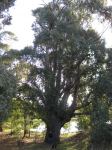 Gum - Swamp : Eucalyptus ovata