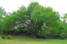 Oak : Quercus robur