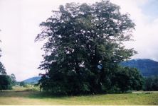 Fig - Moreton Bay : Ficus macrophylla