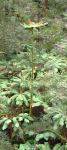 Ferb - Slender Tree : Cyathea cunninghamii