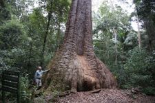 Bloodwood - Red "Old Bottlebutt" : Corymbia gummifera