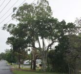 Floss Silk : Chorisia speciosa