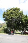 Lilly Pilly - Small-leaved, Riberry : Syzygium luehmannii