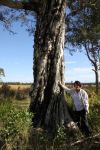 Paperbark - Weeping : Melaleuca leucadendra