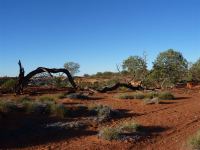 Gidgee : Acacia  pruinocarpa