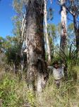 Paperbark - Weeping : Melaleuca leucadendra