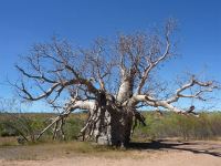 Boab "King River Prison Tree" : Adansonia gregorii