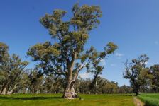 Gum - River Red "Old Emu Foot" : Eucalyptus camaldulensis