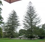 Pine - Norfolk Island : Araucaria heterophylla