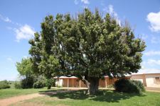 Canary Island Laurel : Picconia excelsa