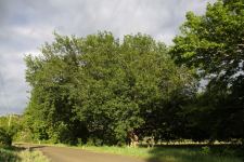 Oak : Quercus robur