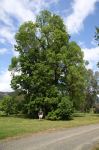 Elm - English : Ulmus procera