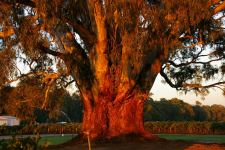 Gum - River Red : Eucalyptus camaldulensis