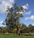 Box - Black : Eucalyptus largiflorens