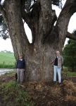 Box - Apple : Eucalyptus bridgesiana