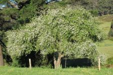 Apple : Malus domestica