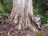 Blue Gum - Mountain : Eucalyptus deanei