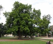 Pine - Plum : Podocarpus elatus