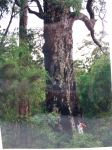 Marri : Corymbia calophylla