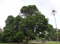 Coolamon, Durobby : Syzygium moorei