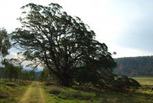 Stringybark - New England, Broad-leaved : Eucalyptus caliginosa