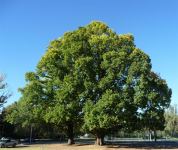 Elm - English : Ulmus procera