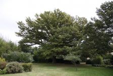 Oak : Quercus robur