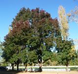 Ash - Claret : Fraxinus angustifolia "Raywood"