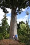 Pine - Kauri : Agathis robusta