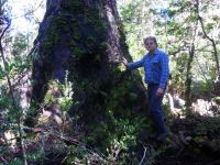 Gum - Yellow : Eucalyptus johnstonii