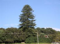 Pine - Norfolk Island : Araucaria heterophylla