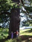 Cedar - Atlas : Cedrus atlantica