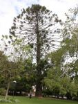 Pine - Bunya : Araucaria bidwillii