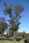 Ironbark - Grey : Eucalyptus paniculata