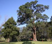 Apple - Broad-leaved  : Angophora subvelutina