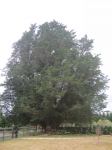 Cypress - Monterey : Cupressus macrocarpa