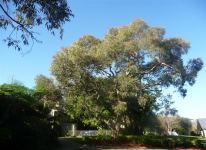Gum - Parramatta Red,  Calgaroo : Eucalyptus parramattensis
