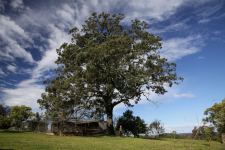 Ironbark - Narrow-leaved Red : Eucalyptus crebra
