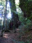 Antarctic Beech : Nothofagus moorei