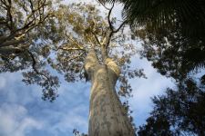 Gum - Spotted : Corymbia maculata