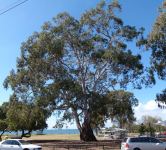 Gum - Forest Red : Eucalyptus tereticornis