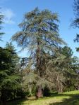 Cedar - Atlas : Cedrus atlantica