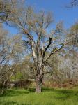 Poplar - Silver : Populus alba