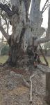 Gum - River Red : Eucalyptus camaldulensis