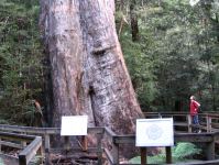 Mountain Ash "Ada" : Eucalyptus regnans
