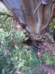 Mountain Ash "Mt. Fatigue" : Eucalyptus regnans