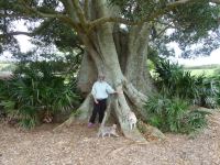Fig - Small-leaved  : Ficus obliqua