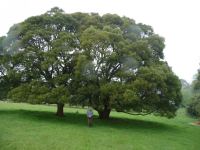 Blackwood : Acacia melanoxylon