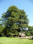 Cedar - Deodar : Cedrus deodara