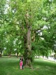 Poplar - Lombardy  : Populus nigra  'Italica'